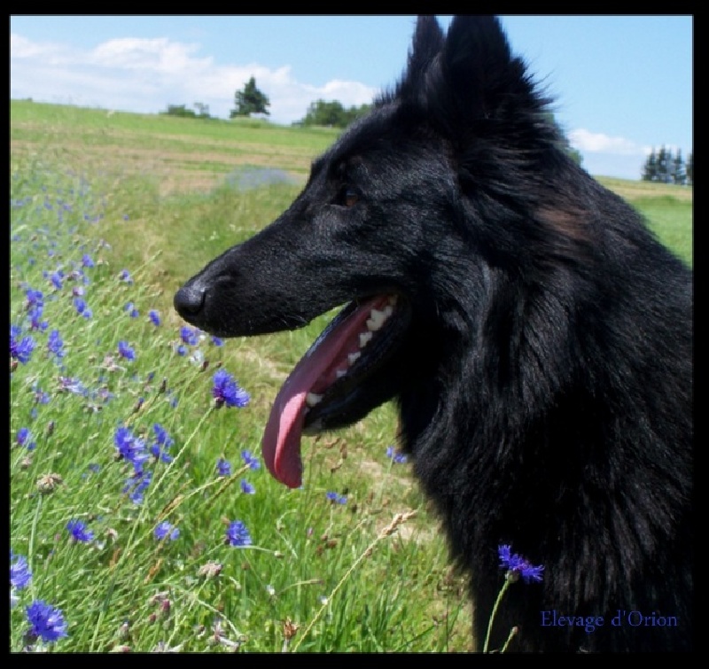 Fidji de la longere aux loups